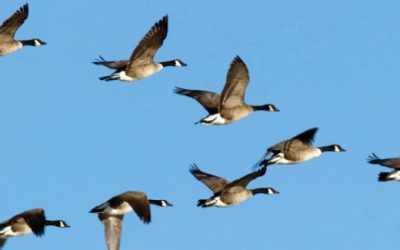 Why do geese fly in a V? Lessons for developing leadership